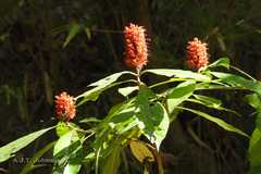 Phlogacanthus thyrsiformis